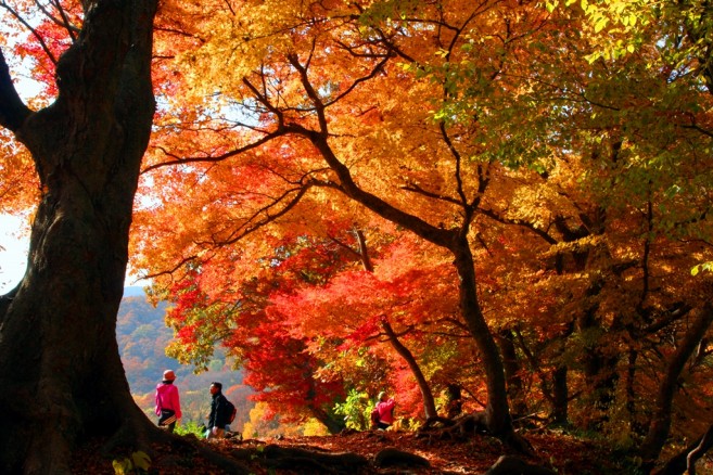 ในภาพคือ Mt. Seonunsan ในช่วง “ใบไม้เปลี่ยนสี” ซึ่งจะเห็นภาพแบบนี้ได้เฉพาะในช่วงฤดูใบไม้ร่วงเท่านั้น