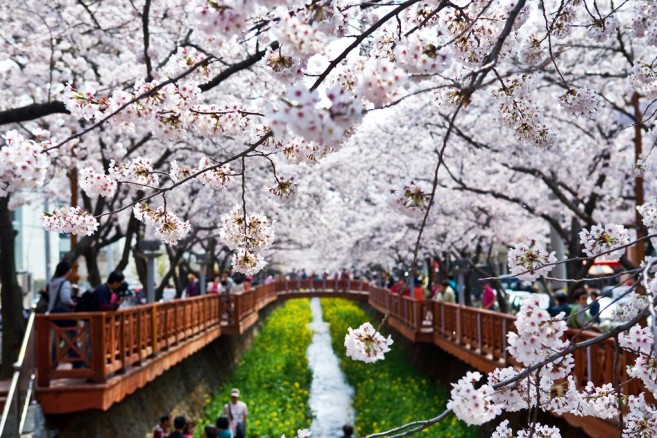 ฤดูแห่งการเริ่มต้นที่เริ่มต้นด้วยสีชมพูของดอกซากุระเกาหลี