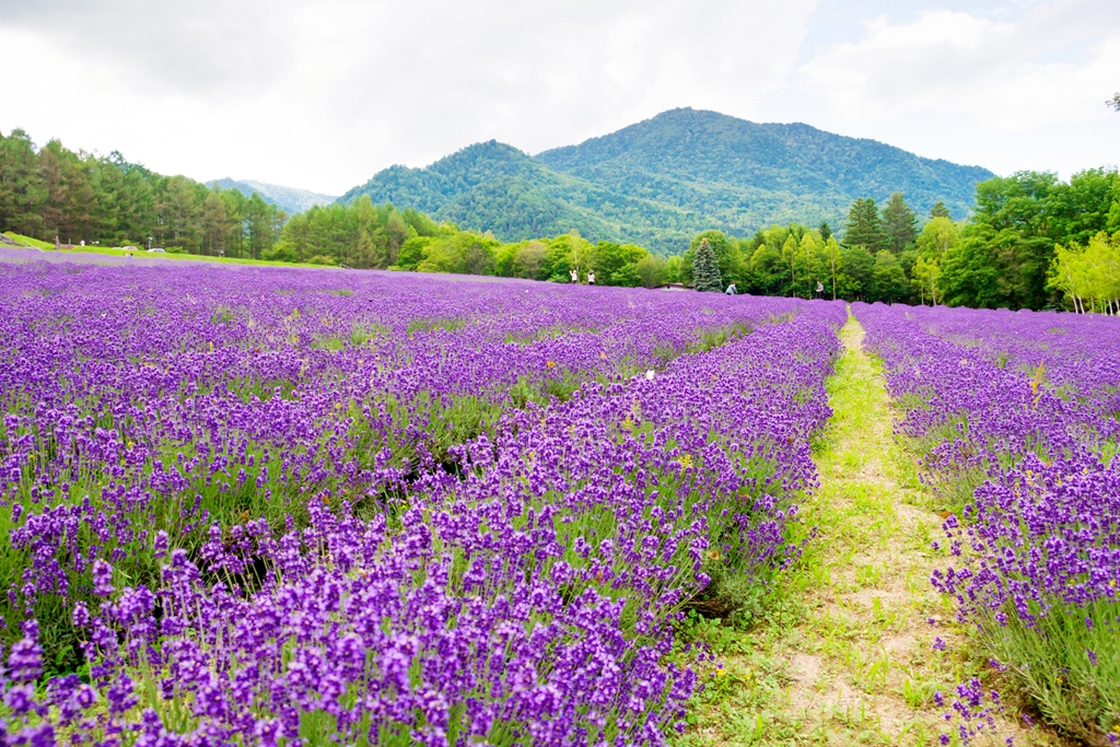 สวนลาเวนเดอร์ แห่งเมืองฟุระโนะ (Furano) ยามฤดูร้อนลาเวนเดอร์จะบานสะพรั่งไปทั่วหุบเขา เป็นแหล่งท่องเที่ยวยอดนิยมที่พลาดไม่ได้ สวนลาเวนเดอร์ แห่งเมืองฟุระโนะ (Furano) ยามฤดูร้อนลาเวนเดอร์จะบานสะพรั่งไปทั่วหุบเขา เป็นแหล่งท่องเที่ยวยอดนิยมที่พลาดไม่ได้