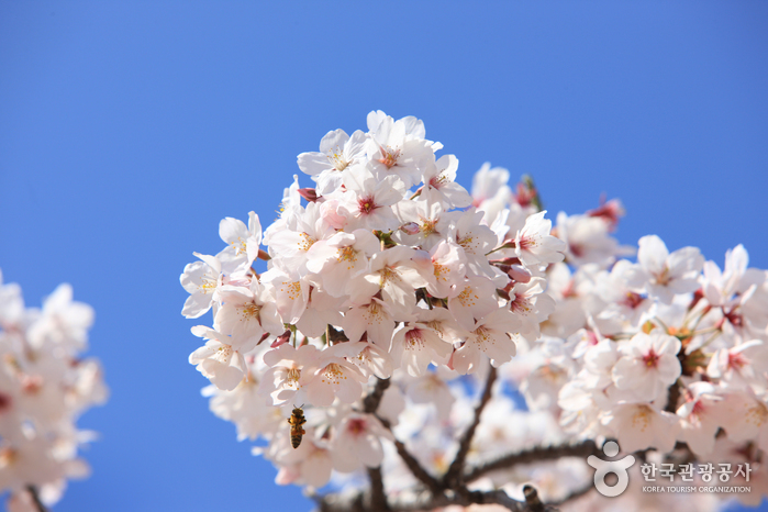 Jeju-Cherry-Blossom-Festival-01