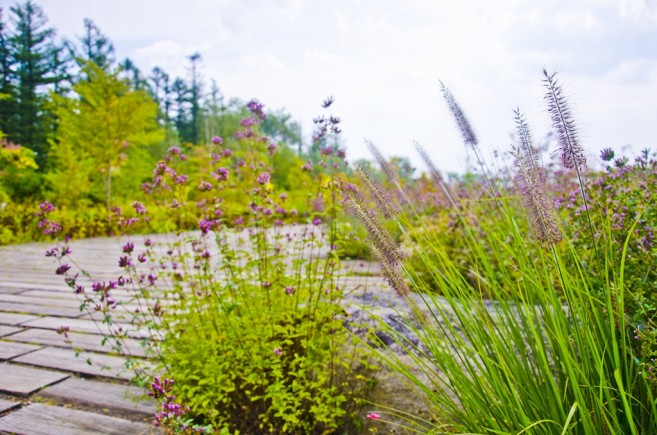 โซน Meadow ของที่นี่มีทางเดินชมสวนดอกไม้ที่ออกแบบโดยนักออกแบบสวนชื่อดังจากลอนดอนมีรางวัลการันตีความสวยงามจากการประกวดออกแบบสวนด้วย โซน Meadow ของที่นี่มีทางเดินชมสวนดอกไม้ที่ออกแบบโดยนักออกแบบสวนชื่อดังจากลอนดอนมีรางวัลการันตีความสวยงามจากการประกวดออกแบบสวนด้วย