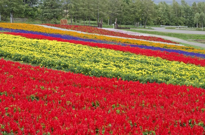 ทุ่งดอกไม้สลับสีสุดอลังการ สวนงามไม่แพ้ที่ Furano ทุ่งดอกไม้สลับสีสุดอลังการ สวนงามไม่แพ้ที่ Furano
