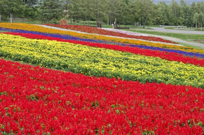 ทุ่งดอกไม้สลับสีสุดอลังการ สวนงามไม่แพ้ที่ Furano