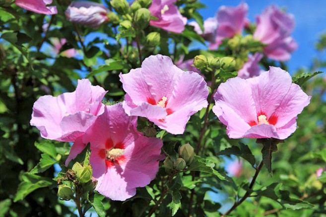ดอกมูกุงฮวา (무궁화) หรือ Rose of Sharon เป็นดอกไม้ประจำชาติเกาหลี