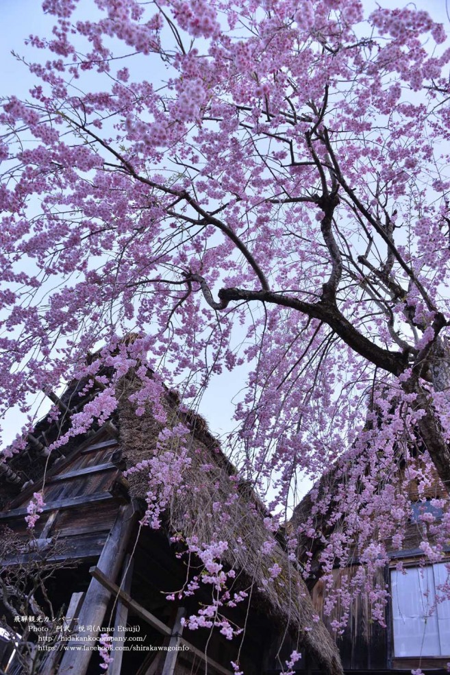 เที่ยวญี่ปุ่นชมซากุระที่ ชิราคาวาโกะ (Shirakawa-go) เมืองทาคายาม่า (Takayama) จังหวัดกิฟุ  (Gifu) ภูมิภาคจูบุ (Chubu)