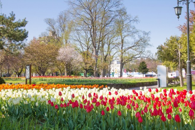 สวนสวยใจกลางเมือง Asahikawa ในยามฤดูใบไม้ผลิสวนแห่งนี้จะเต็มไปด้วยดอกทิวลิปและซากุระ สวนสวยใจกลางเมือง Asahikawa ในยามฤดูใบไม้ผลิสวนแห่งนี้จะเต็มไปด้วยดอกทิวลิปและซากุระ