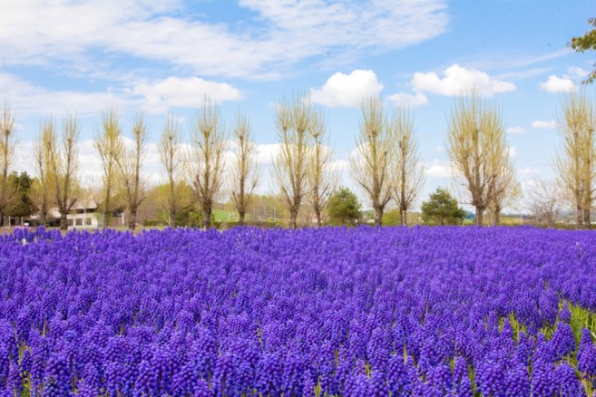 สวนสวยแห่งเมือง Furano กับดอกไม้สีม่วงนามว่า Grape Hyacinth