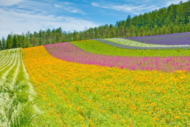 ภาพสวนดอกไม้อันเป็นเอกลักษณ์ของการท่องเที่ยวฮอกไกโด ก็คือ Tomita Farm เมือง Furano นี่ล่ะ ภาพสวนดอกไม้อันเป็นเอกลักษณ์ของการท่องเที่ยวฮอกไกโด ก็คือ Tomita Farm เมือง Furano นี่ล่ะ