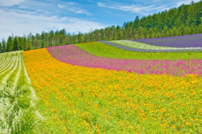 ภาพสวนดอกไม้อันเป็นเอกลักษณ์ของการท่องเที่ยวฮอกไกโด ก็คือ Tomita Farm เมือง Furano นี่ล่ะ