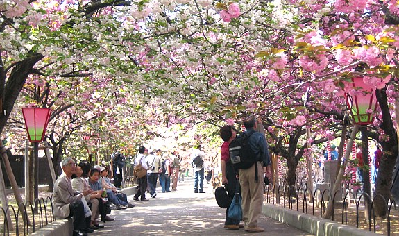 ชมซากุระ และพิพิธภัณฑ์ที่โรงกษาปณ์ญี่ปุ่น จังหวัดโอซาก้า (Osaka) ชมซากุระ และพิพิธภัณฑ์ที่โรงกษาปณ์ญี่ปุ่น จังหวัดโอซาก้า (Osaka)