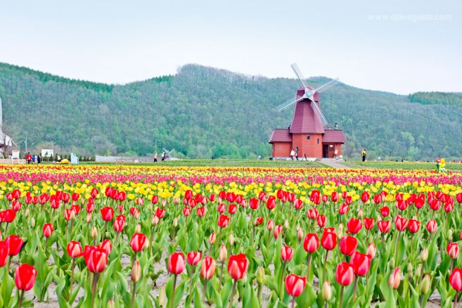 สวนทิวลิป ที่ Kamiyubetsu Park เมืองมอนเบ็ทสึ (Monbetsu) เที่ยวฮอกไกโด ฤดูไหนได้บ้าง?