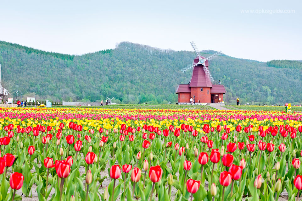 Image result for à¸ªà¸§à¸à¸à¸²à¸¡à¸´à¸à¸¸à¹à¸à¹à¸à¸ªà¸¶ (à¸à¸¡à¸à¸­à¸à¸à¸´à¸§à¸¥à¸´à¸) Japan