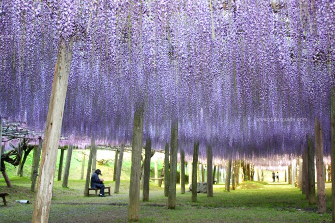 เที่ยวญี่ปุ่น Kawachi Fuji Garden ชมอุโมงค์ดอกวิสเตียเรีย (Wisteria) ที่่ฟุกุโอกะ