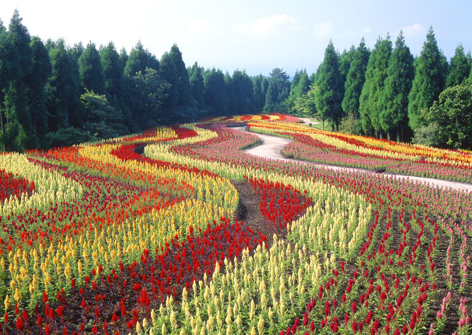 เที่ยวญี่ปุ่นชมทุ่งดอกไม้สวย ที่สวนดอกไม้คุจุ (Kuju Flower Park