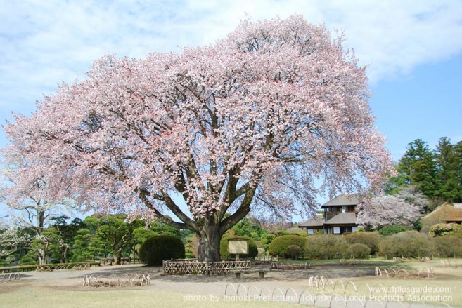 เที่ยวญี่ปุ่น ชมดอกบ๊วย งานเทศกาลชมดอกพลัมมิโตะ (Mito Plum Festival) 20 ก.พ. - 31 มี.ค. 