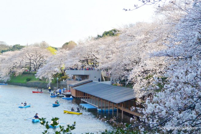 ชมดอกซากุระญี่ปุ่น ที่สวนจิโดริกะฟุจิ (Chidorigafuchi) โตเกียว