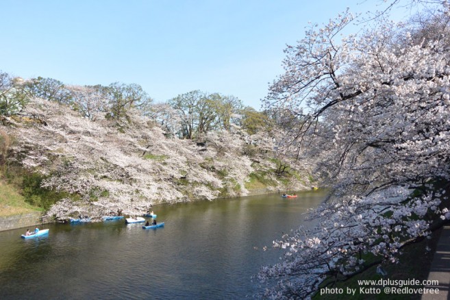ชมดอกซากุระญี่ปุ่น ที่สวนจิโดริกะฟุจิ (Chidorigafuchi) โตเกียว