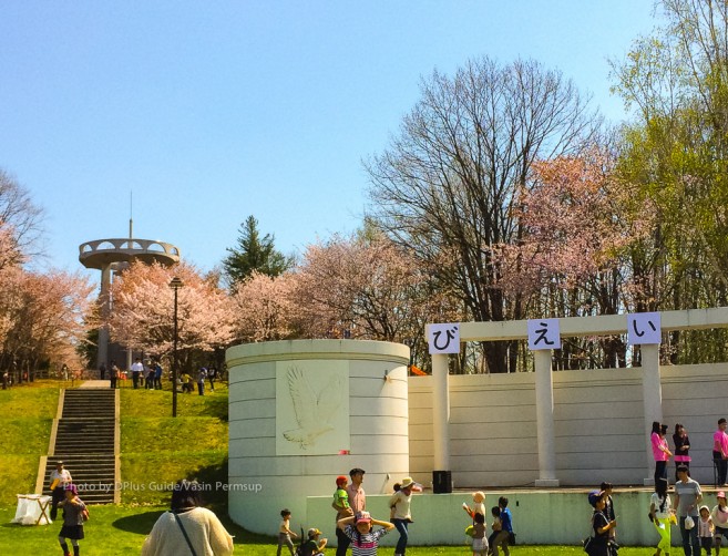 เทศกาลชมซากุระในสวน Ikoigamori Park ที่เมืองบิเอ (Biei)