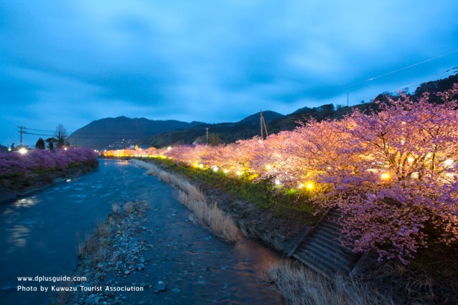 การประดับไฟในยามค่ำคืน ในช่วงงานเทศกาลชมซากุระ Kawazu Zakura Matsuri ที่เมือง Kawazu