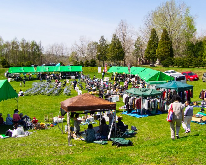 เทศกาลชมซากุระในสวน Ikoigamori Park ที่เมืองบิเอ (Biei)