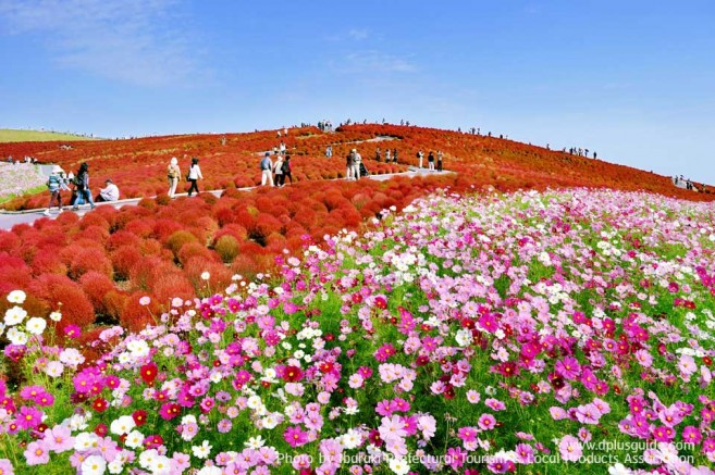 เที่ยวญี่ปุ่น สวนฮิตาชิ ซีไซด์ (Hitachi Seaside Park) ชมทุ่งดอกไม้ริมทะเล