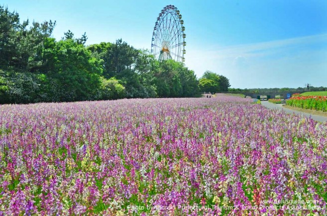 Hitachi-Seaside-Park_linaria-657x435 มหัศจรรย์ทุ่งดอกไม้ที่สวนฮิตาชิ ซีไซด์