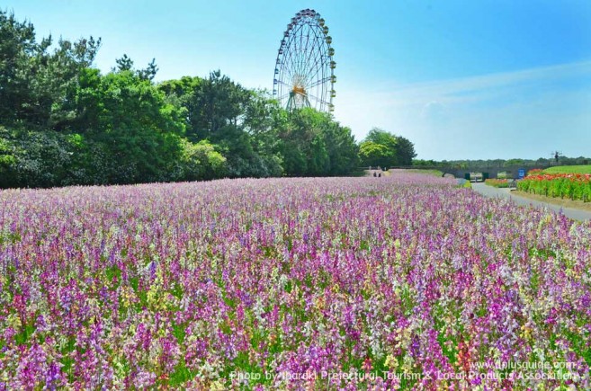 เที่ยวญี่ปุ่น สวนฮิตาชิ ซีไซด์ (Hitachi Seaside Park) ชมทุ่งดอกไม้ริมทะเล