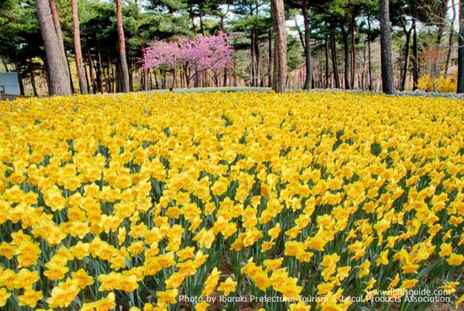Hitachi-Seaside-Park_narcissus-657x440 มหัศจรรย์ทุ่งดอกไม้ที่สวนฮิตาชิ ซีไซด์