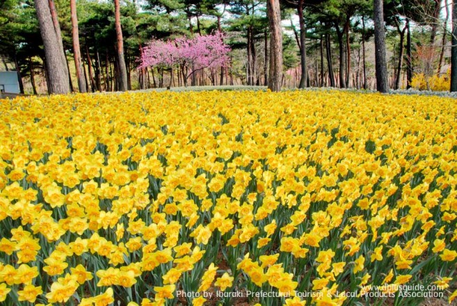 เที่ยวญี่ปุ่น สวนฮิตาชิ ซีไซด์ (Hitachi Seaside Park) ชมทุ่งดอกไม้ริมทะเล