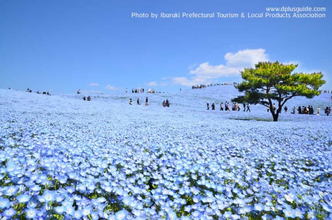 เที่ยวญี่ปุ่น สวนฮิตาชิ ซีไซด์ (Hitachi Seaside Park) ชมทุ่งดอกไม้ริมทะเล