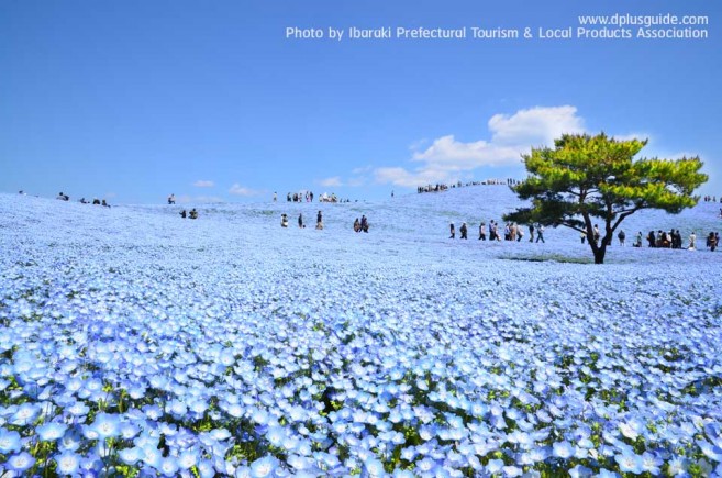 Hitachi-Seaside-Park_nemophila-657x435 มหัศจรรย์ทุ่งดอกไม้ที่สวนฮิตาชิ ซีไซด์