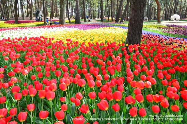 เที่ยวญี่ปุ่น สวนฮิตาชิ ซีไซด์ (Hitachi Seaside Park) ชมทุ่งดอกไม้ริมทะเล