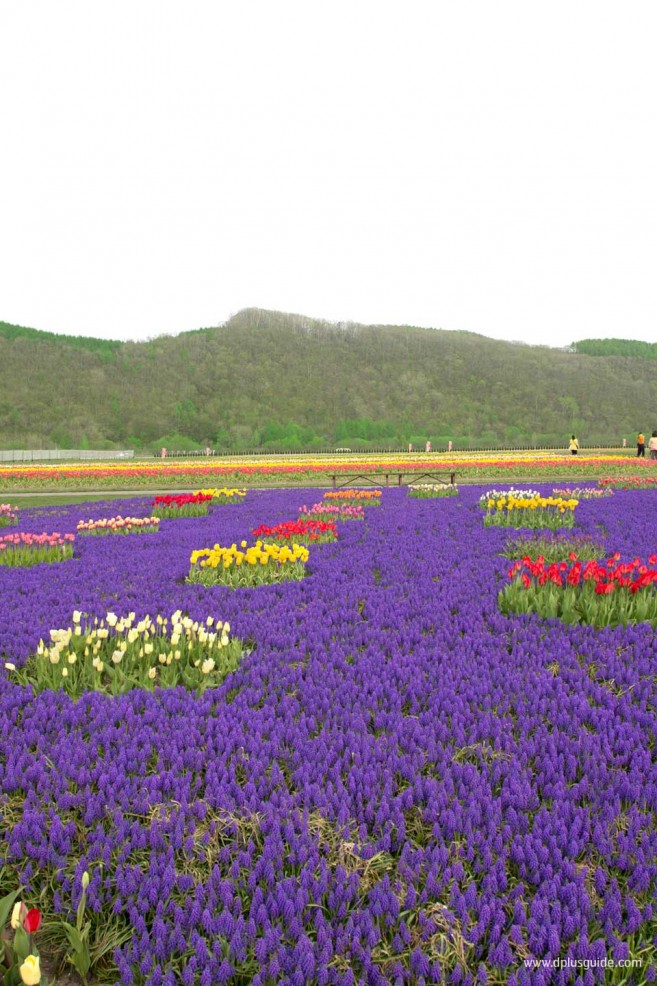 เที่ยวฮอกไกโดชมทุ่งดอกทิวลิป ที่สวนคะมิยูเบทสึ (Kamiyubetsu Park)