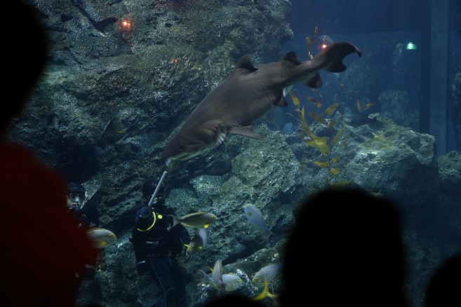 Shark Feeding Show (6)