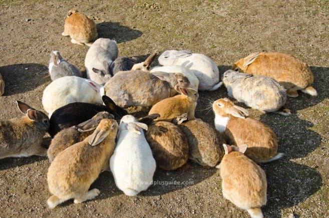 เที่ยวญี่ปุ่น ไปดูเกาะกระต่ายที่ Okunoshima จ.ฮิโรชิม่ากัน!