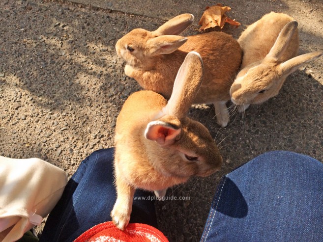 เที่ยวญี่ปุ่น ไปดูเกาะกระต่ายที่ Okunoshima จ.ฮิโรชิม่ากัน!