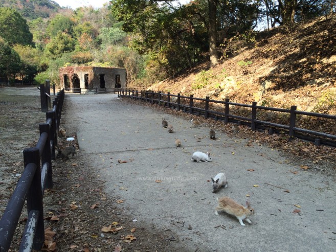 เที่ยวญี่ปุ่น ไปดูเกาะกระต่ายที่ Okunoshima จ.ฮิโรชิม่ากัน!