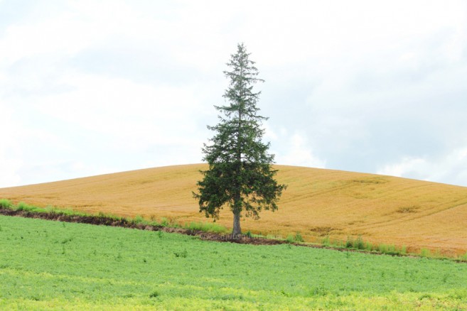 Panorama Road Christmas Tree จุดมุ่งหมายของเส้นทางปั่นจักรยานเที่ยวฮอกไกโด Panorama Road ที่ Biei