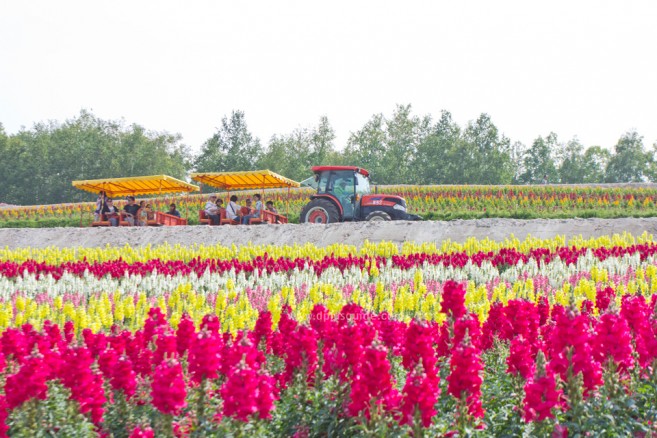 สวน Shikisai-no-Oka จุดแวะสำคัญของเส้นทางปั่นจักรยานเที่ยวฮอกไกโด Panorama Road ที่ Biei