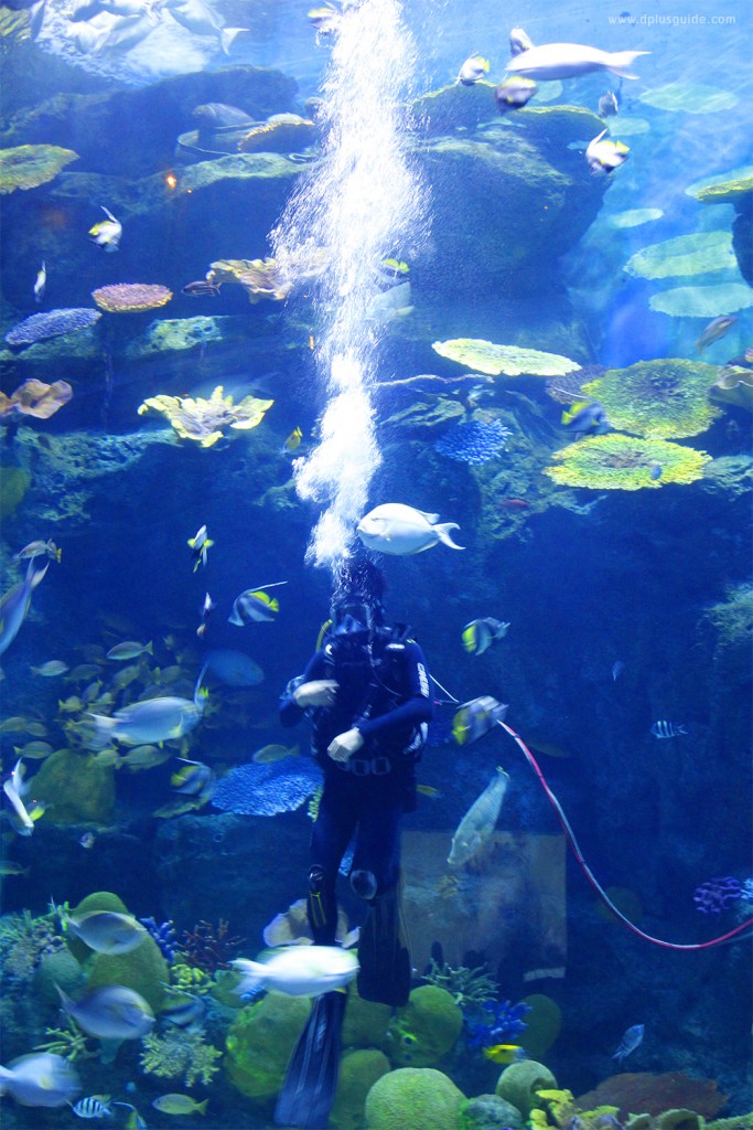 "Amazing Creations มหัศจรรย์วาดฝันใต้ทะเลลึกเหนือจินตนาการ" ที่ SEA LIFE Bangkok Ocean World กรุงเทพฯ "Amazing Creations มหัศจรรย์วาดฝันใต้ทะเลลึกเหนือจินตนาการ" ที่ SEA LIFE Bangkok Ocean World กรุงเทพฯ
