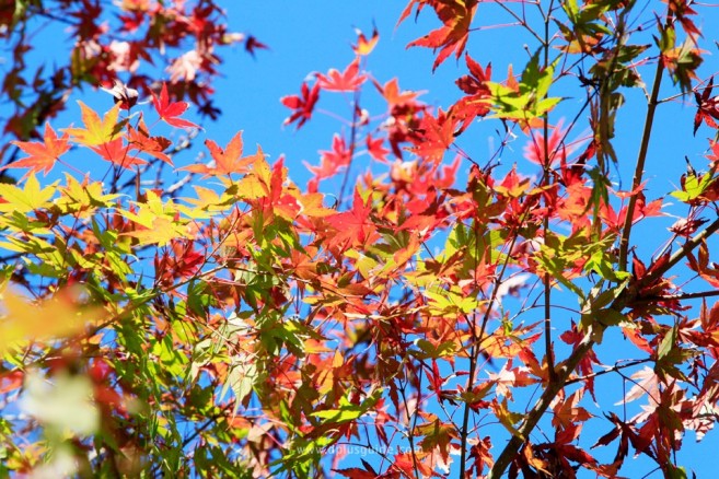 เขาทาคะโอะ (Mt.Takao) อีกหนึ่งสถานที่ชมใบไม้แดง หรือใบไม้เปลี่ยนสีที่โตเกียว (Tokyo) โตเกียวเที่ยวธรรมชาติ! เปลี่ยนรองเท้าบูทเป็นผ้าใบ แล้วออกไปเดินป่าใกล้กรุงโตเกียวกัน