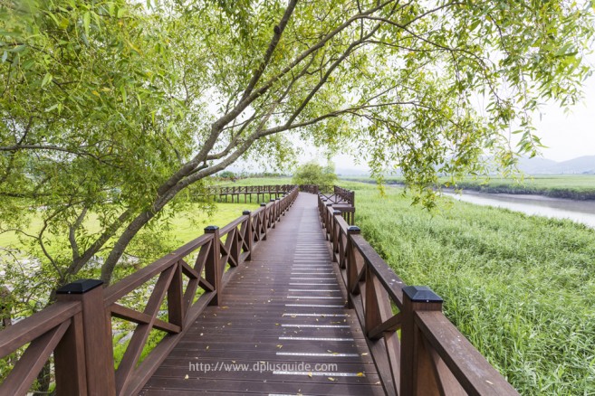 ดื่มด่ำกับธรรมชาติที่ Suncheonman Bay Ecological Park (구, 순천만자연생태공원)