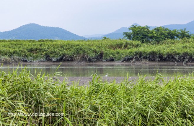 ดื่มด่ำกับธรรมชาติที่ Suncheonman Bay Ecological Park (구, 순천만자연생태공원)