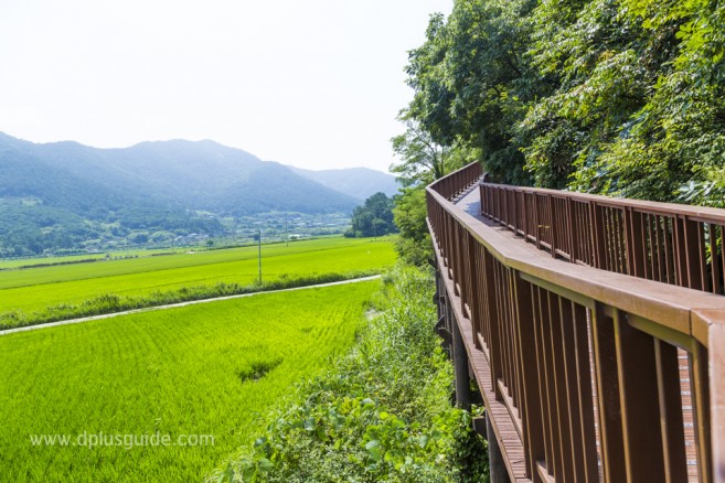 ดื่มด่ำกับธรรมชาติที่ Suncheonman Bay Ecological Park (구, 순천만자연생태공원)