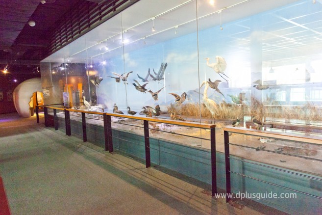 ดื่มด่ำกับธรรมชาติที่ Suncheonman Bay Ecological Park (구, 순천만자연생태공원) ดื่มด่ำกับธรรมชาติที่ Suncheonman Bay Ecological Park (구, 순천만자연생태공원)