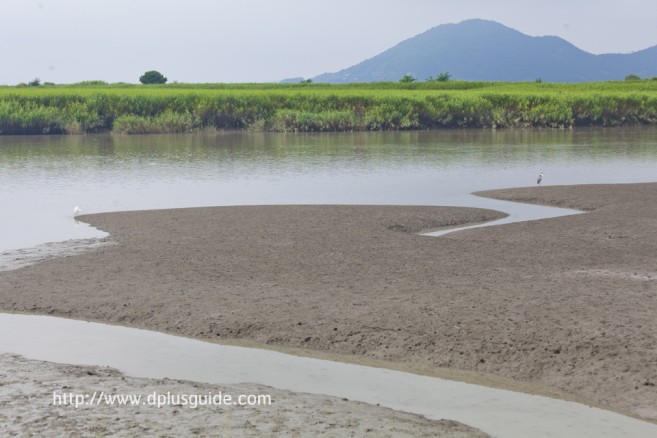 ดื่มด่ำกับธรรมชาติที่ Suncheonman Bay Ecological Park (구, 순천만자연생태공원)