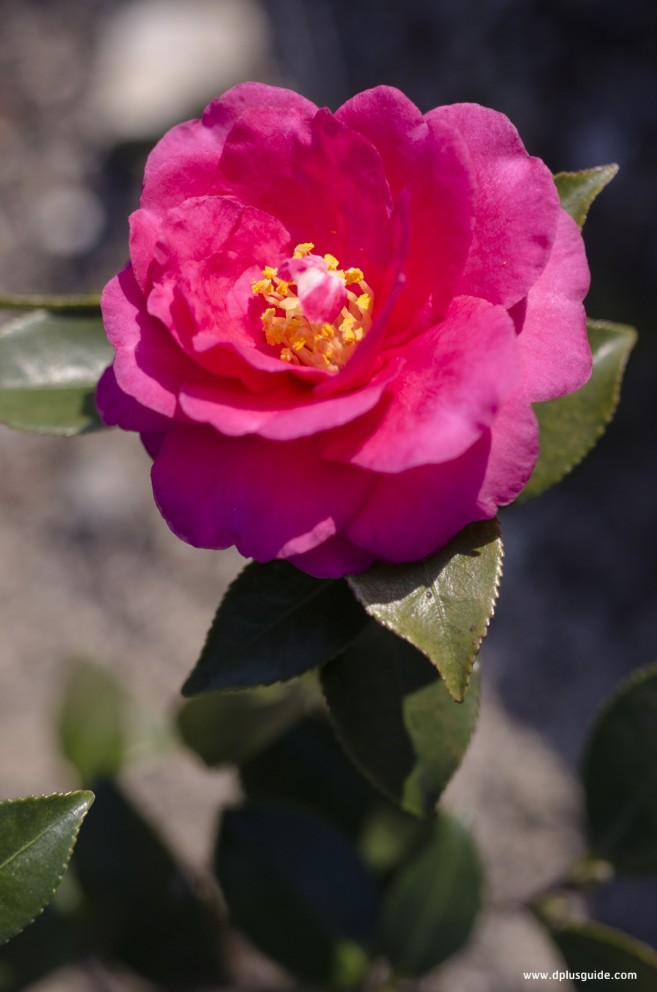 เที่ยวฮิโรชิม่า ชมสวนกุหลาบ (Rose Garden)ที่มีการปลูกดอกกุหลาบกว่า 280สายพันธุ์ ที่เมืองฟุกุยามะ ภูมิภาคจูโงกุ