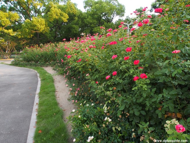 เที่ยวฮิโรชิม่า ชมสวนกุหลาบ (Rose Garden)ที่มีการปลูกดอกกุหลาบกว่า 280สายพันธุ์ ที่เมืองฟุกุยามะ ภูมิภาคจูโงกุ