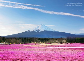 เที่ยวญี่ปุ่นเทศกาลดอกชิบะซากุระ (Fuji Shibazakura Festival) ที่ภูเขาไฟฟูจิ
