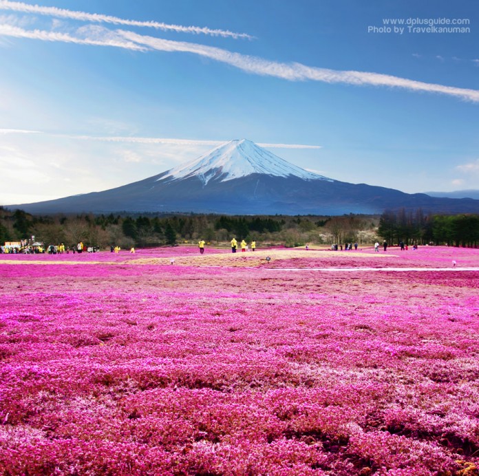 เที่ยวญี่ปุ่นเทศกาลดอกชิบะซากุระ (Fuji Shibazakura Festival) ที่ภูเขาไฟฟูจิ